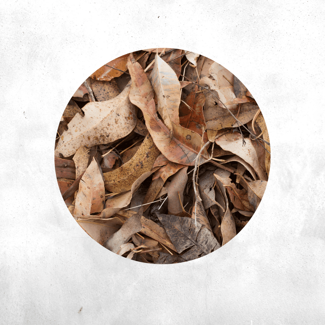 Leaf Litter (Daun Kering)