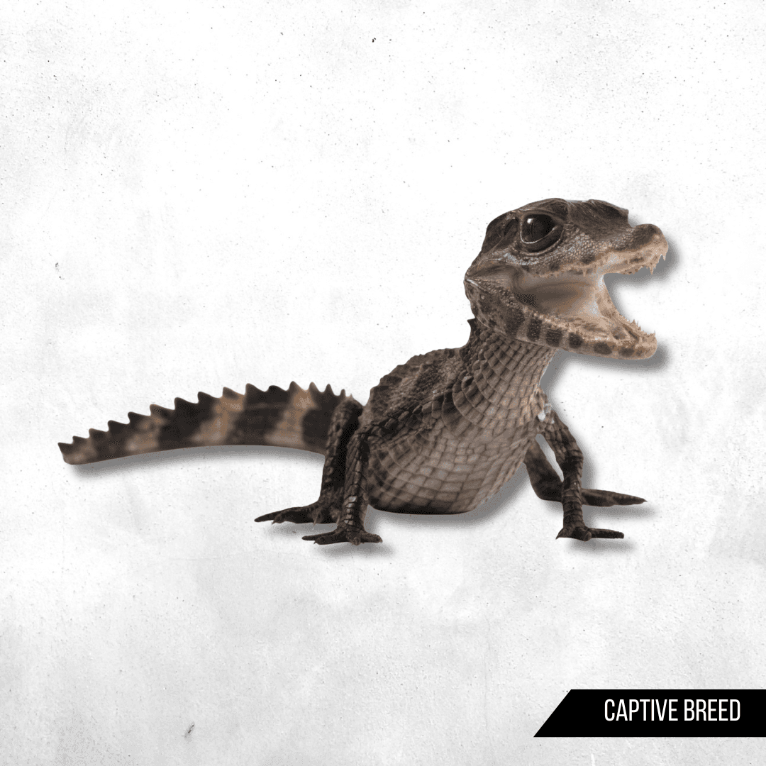 Paleosuchus palpebrosus