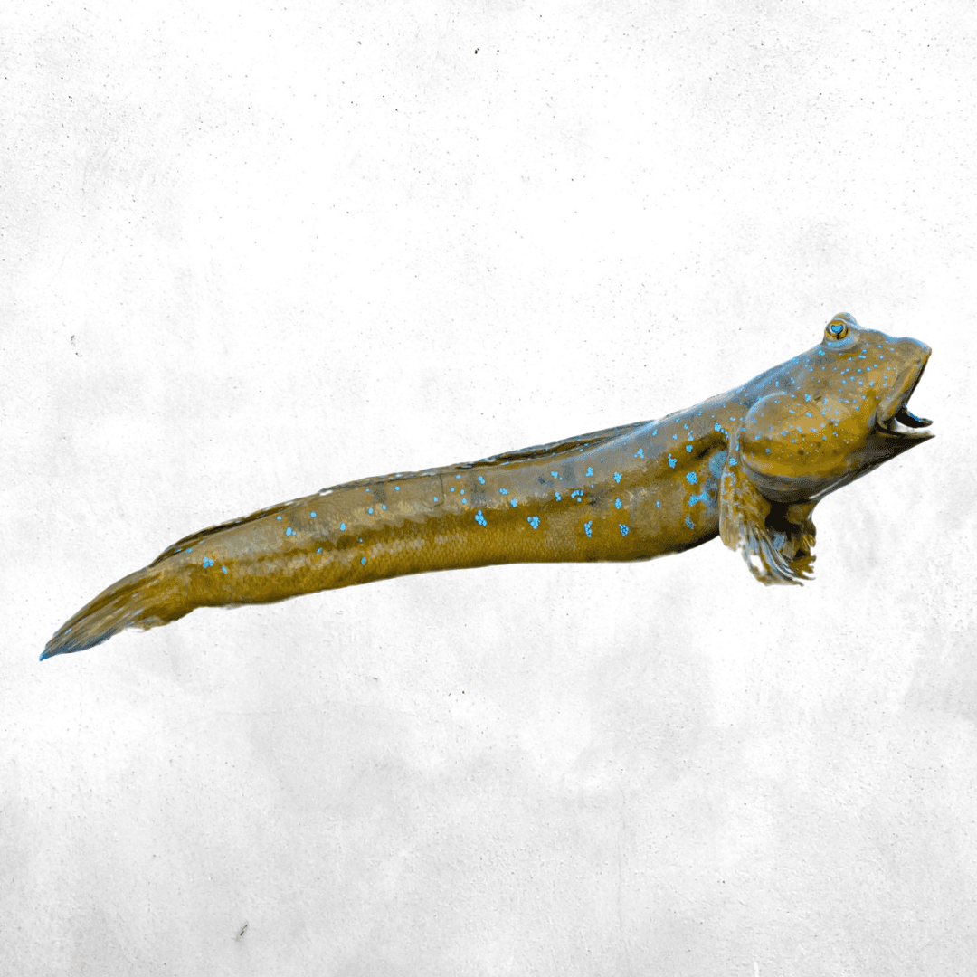 Mudskipper Fish
