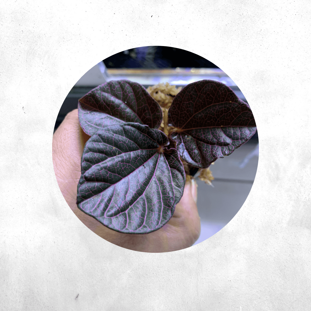 Begonia bengohensis - Vivarium Plants