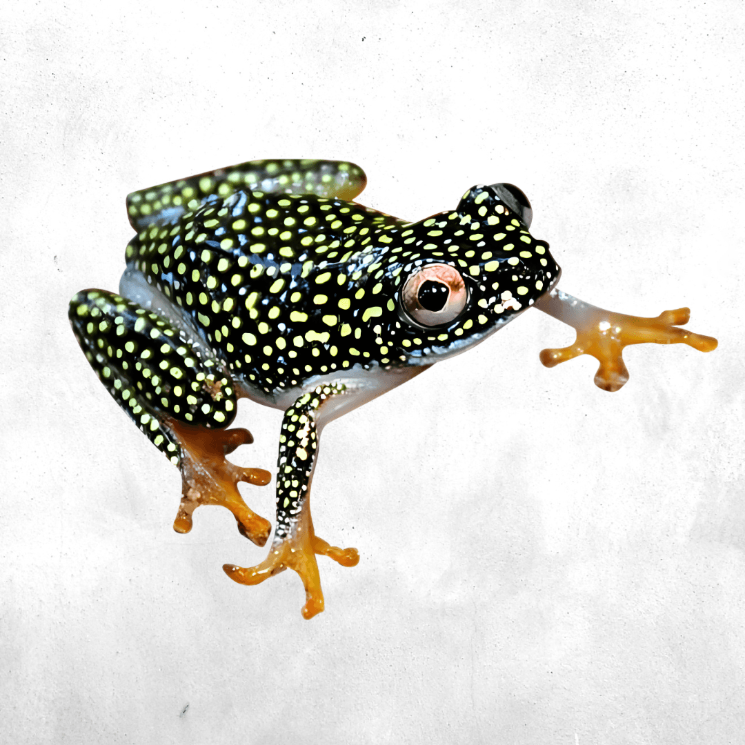 Heterixalus alboguttatus