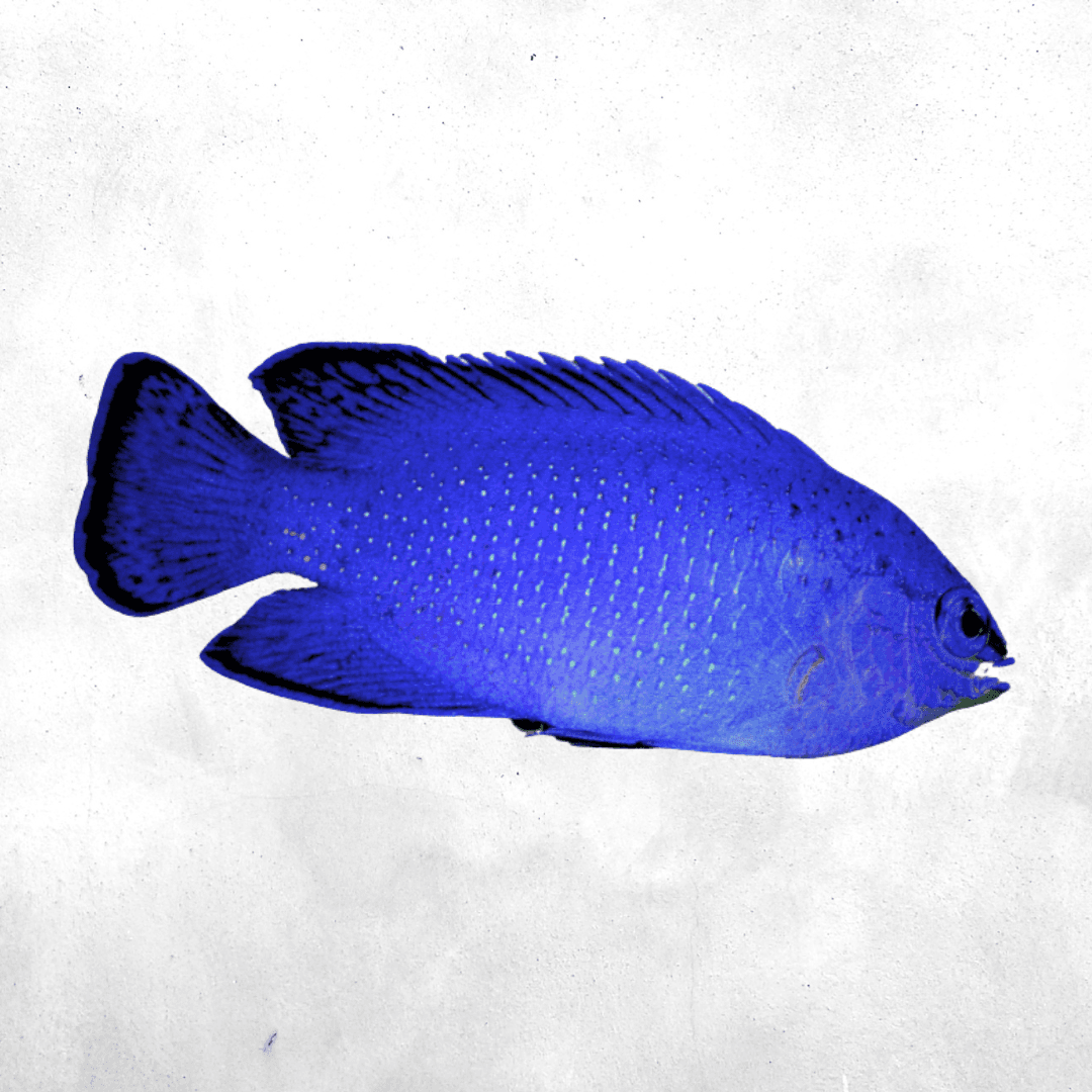 Chrysiptera cyanea - Salt water fish