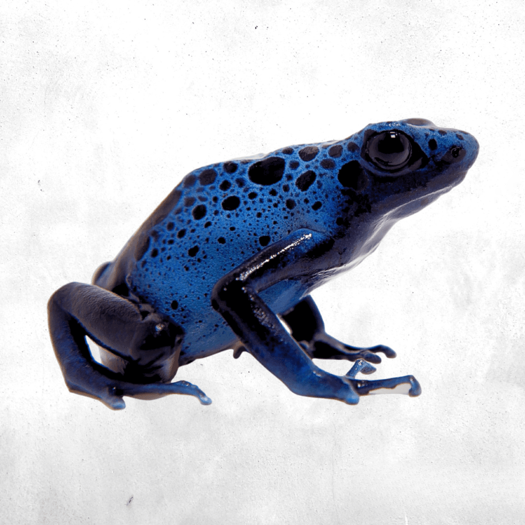Dendrobates tinctorius azureus