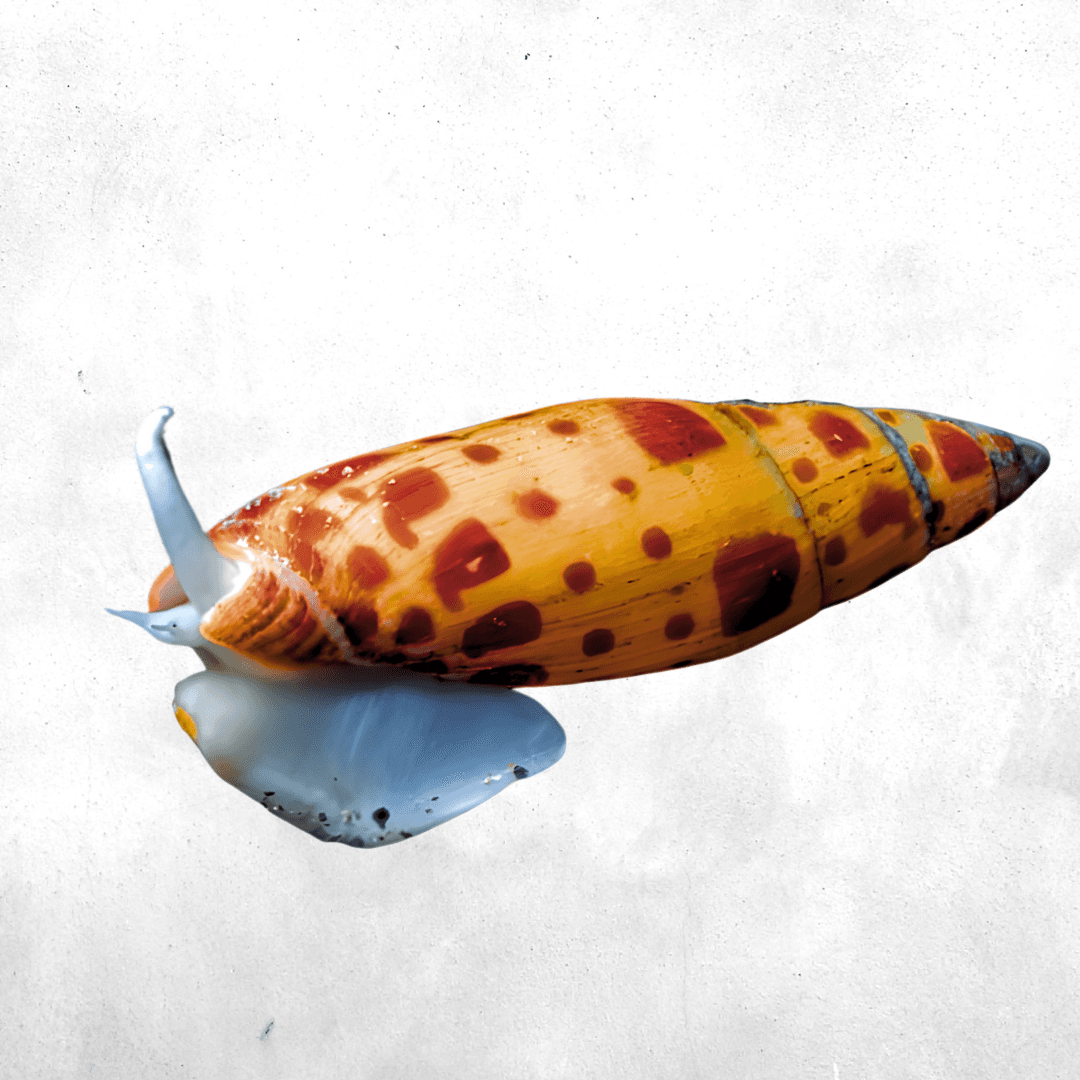 Mitra Mitra - Sea Snail