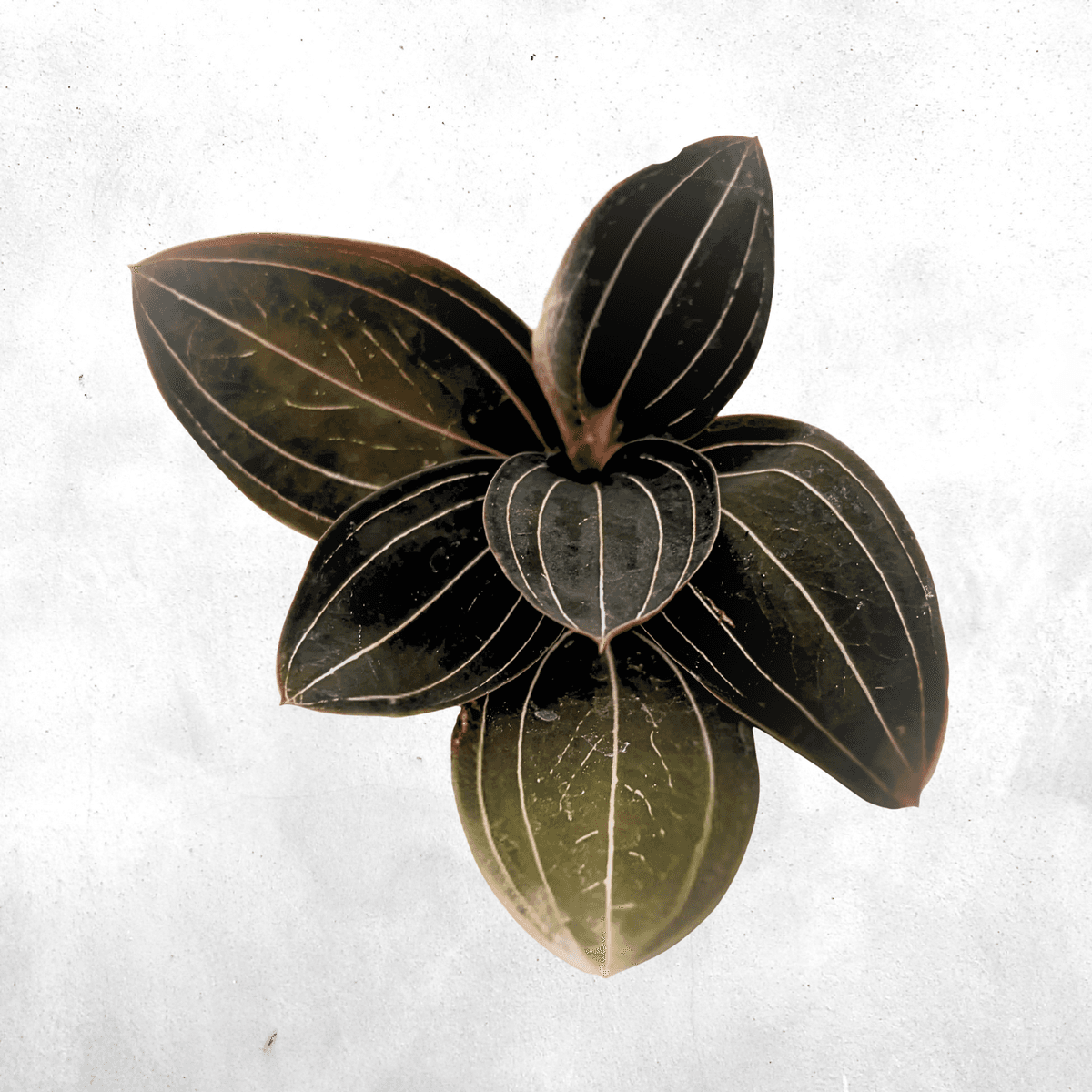 Ludisia discolor
