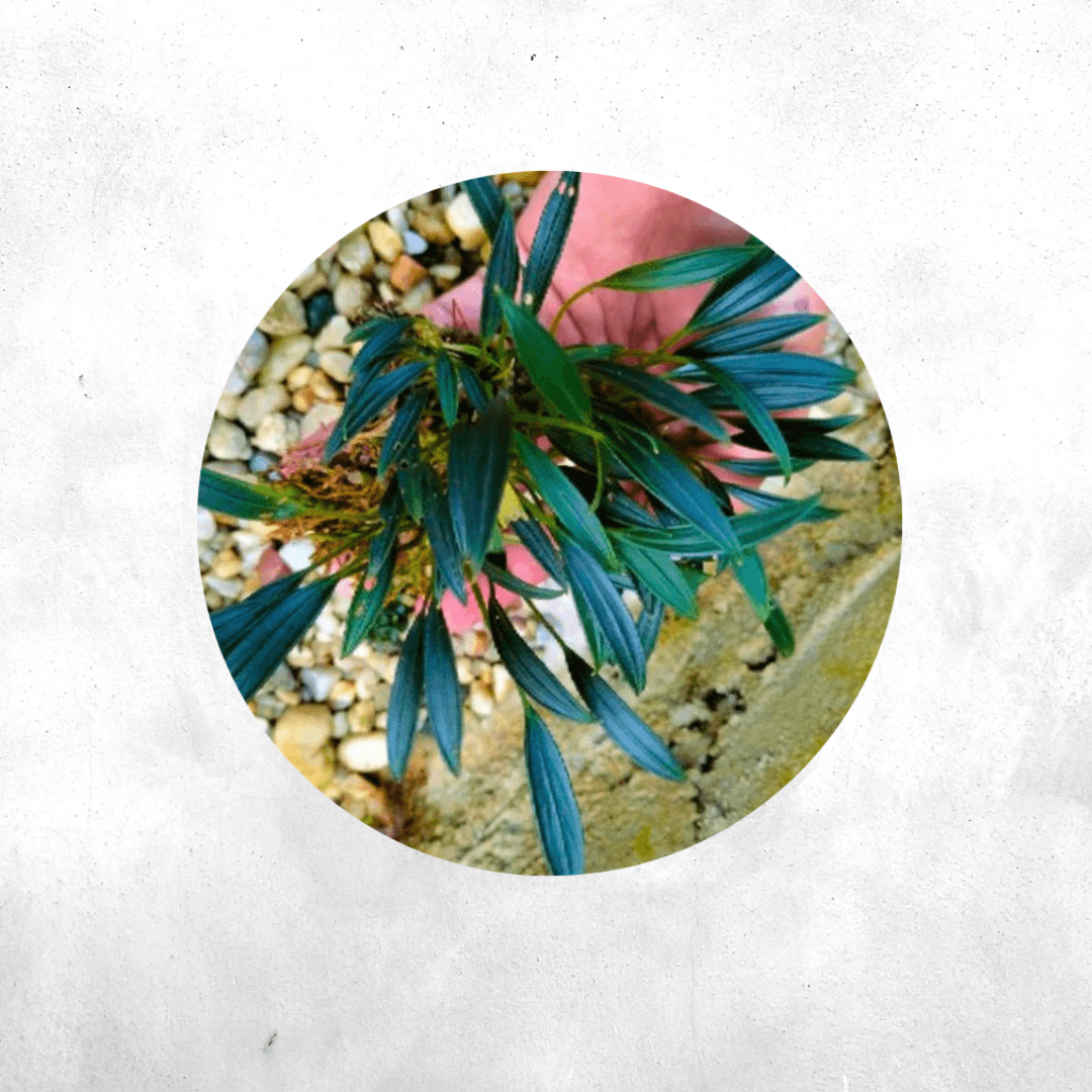 Aridarum Sp Borneo - Riparium Plant