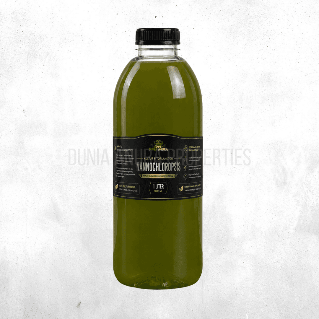 Nannochloropsis - Phytoplankton