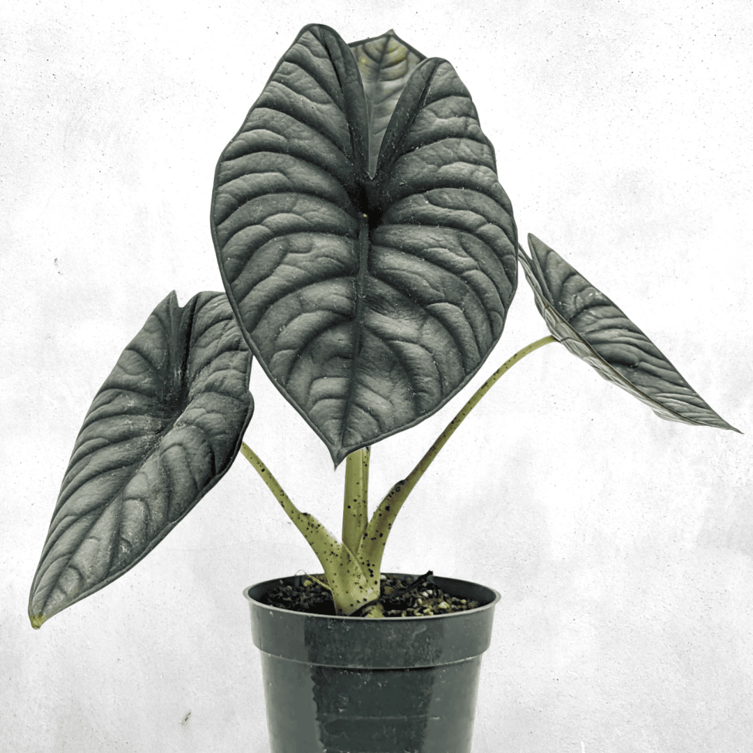 Alokasia Nebula - Vivarium Plant