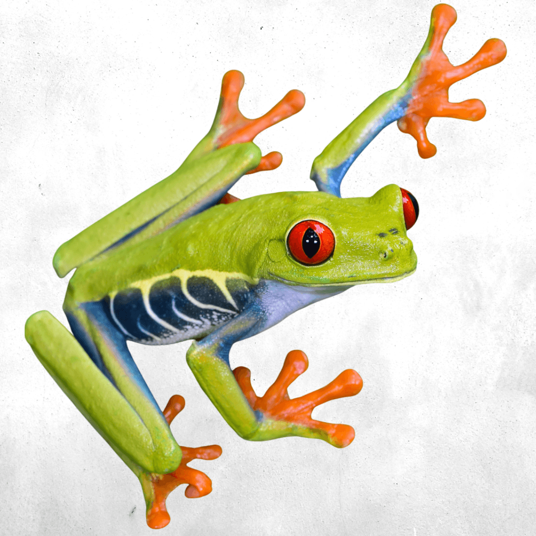 Agalychnis callidryas