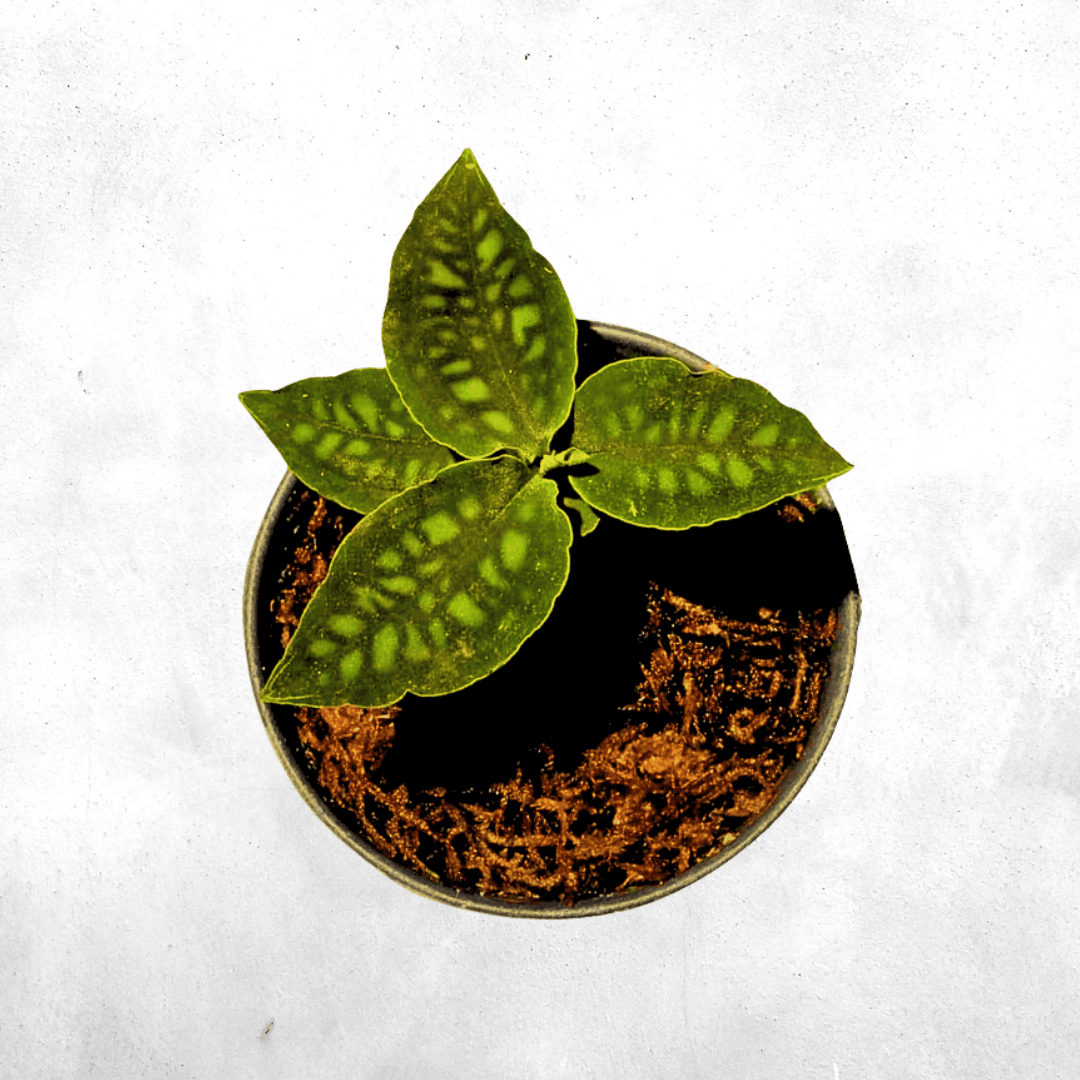 Cystorchis variegata
