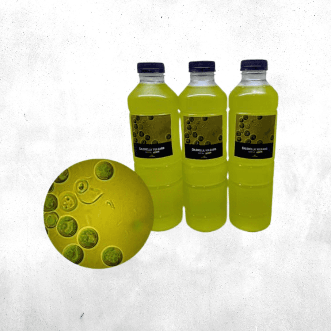 Chlorella Vulgaris - Phytoplankton
