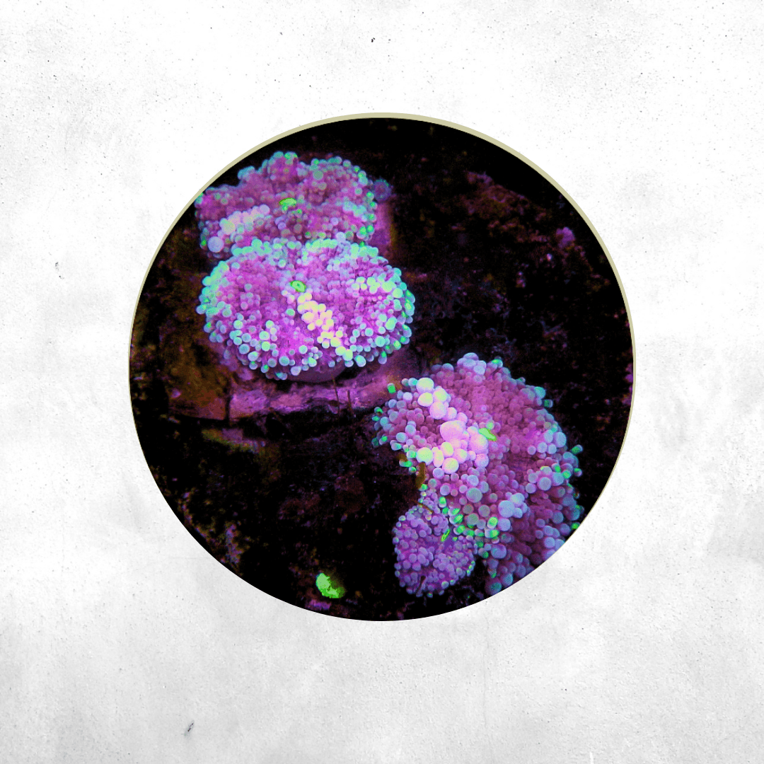 Ricordea Yuma - Coral