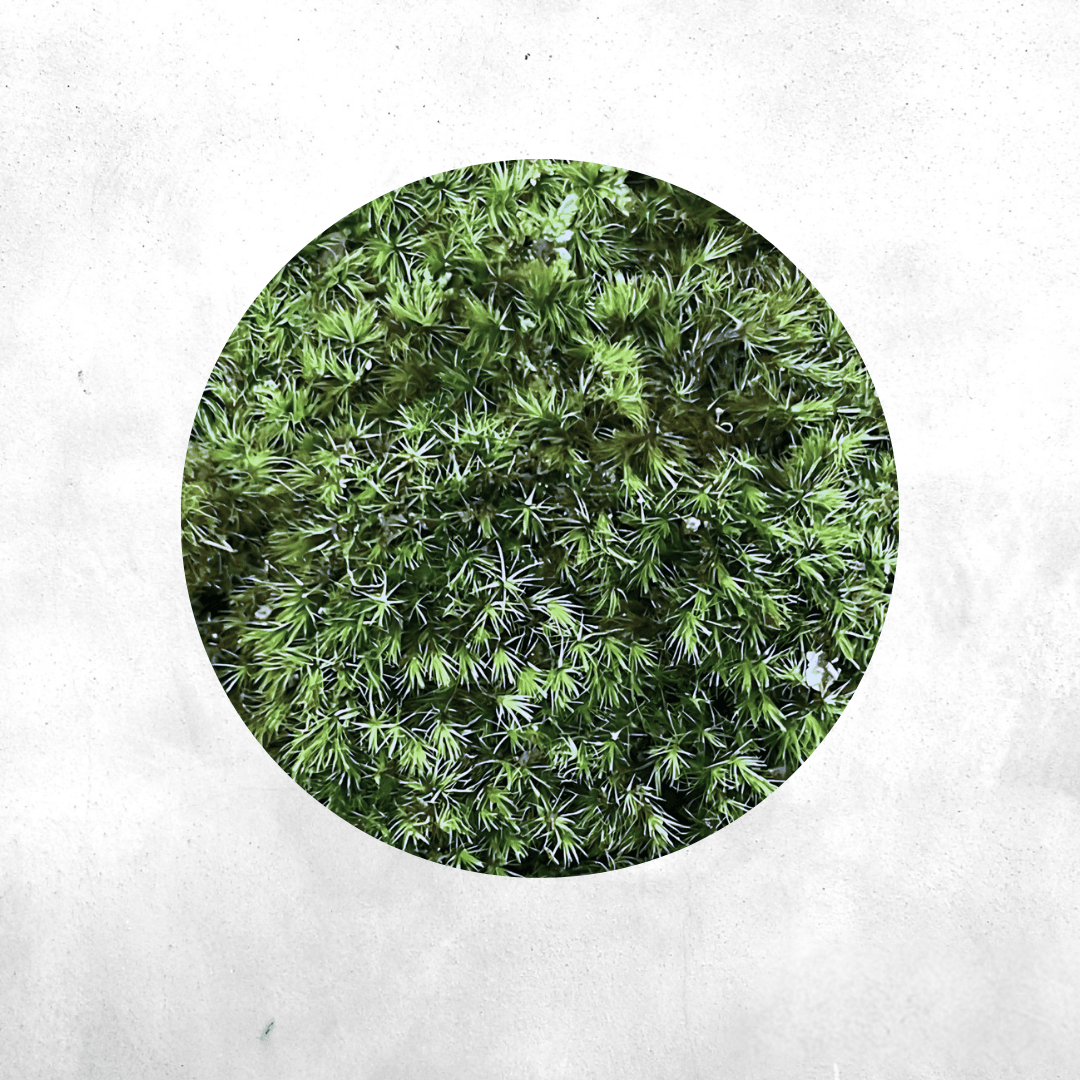 Dicranum Scoparium - Forrest Moss