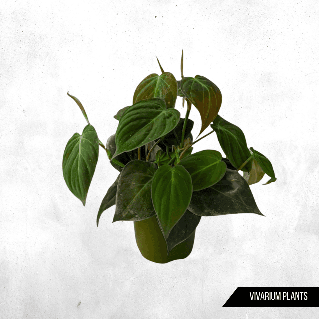 Philodendron micans - Vivarium Plants
