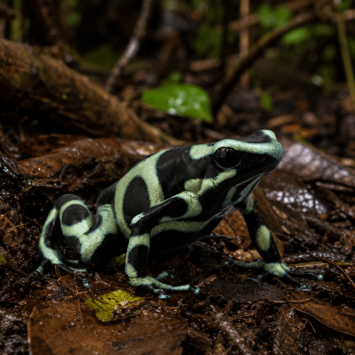 Dendrobates auratus Green & Black