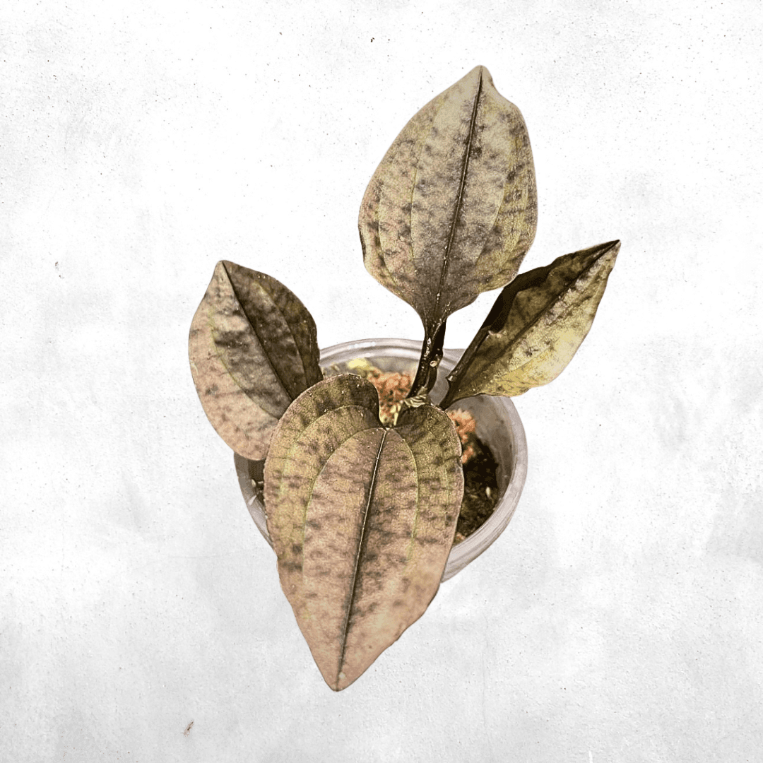 Nephelaphyllum Pulchrum - Jewel orchid