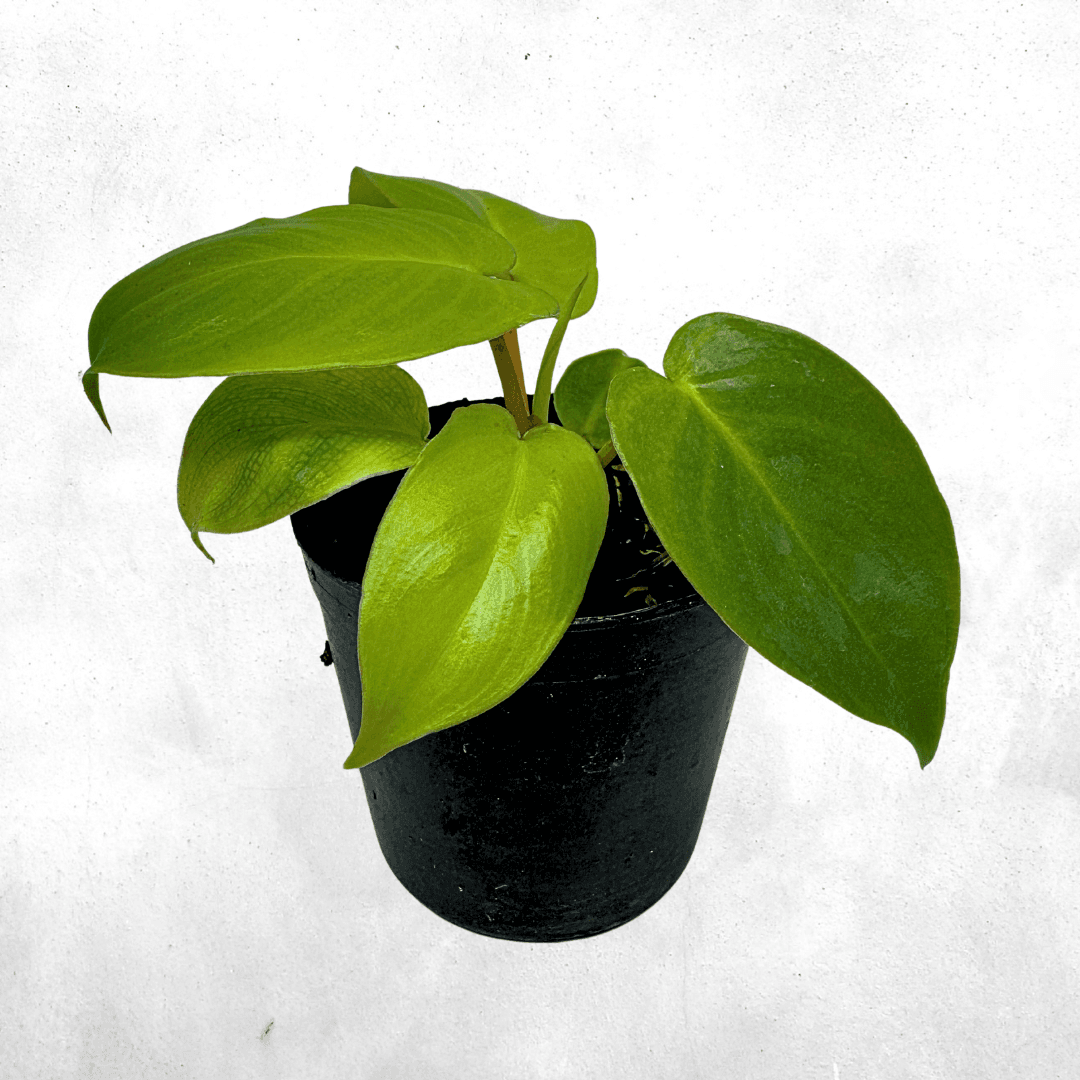 Philodendron Microsticum - Vivarium Plants