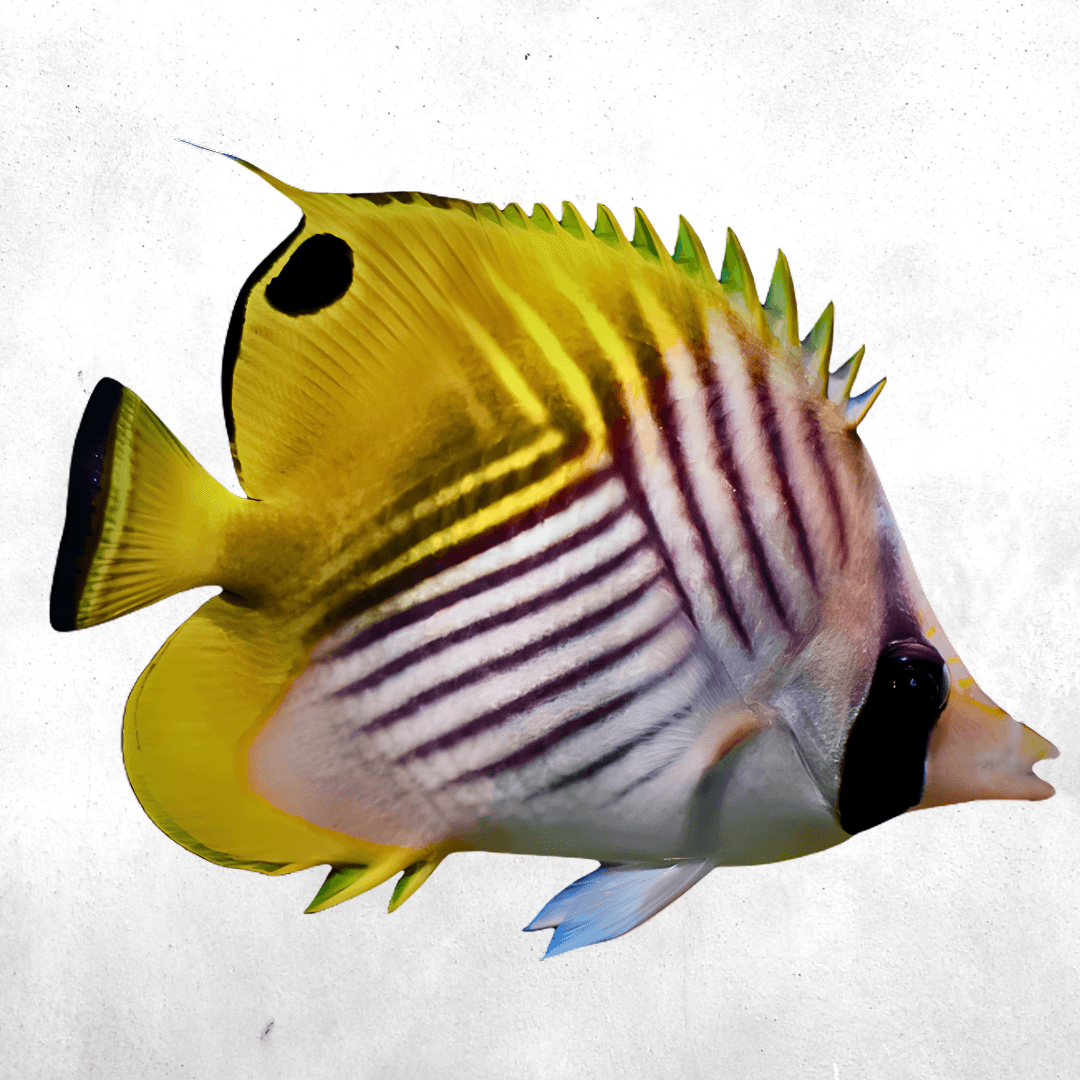 Chaetodon auriga - Salt water fish
