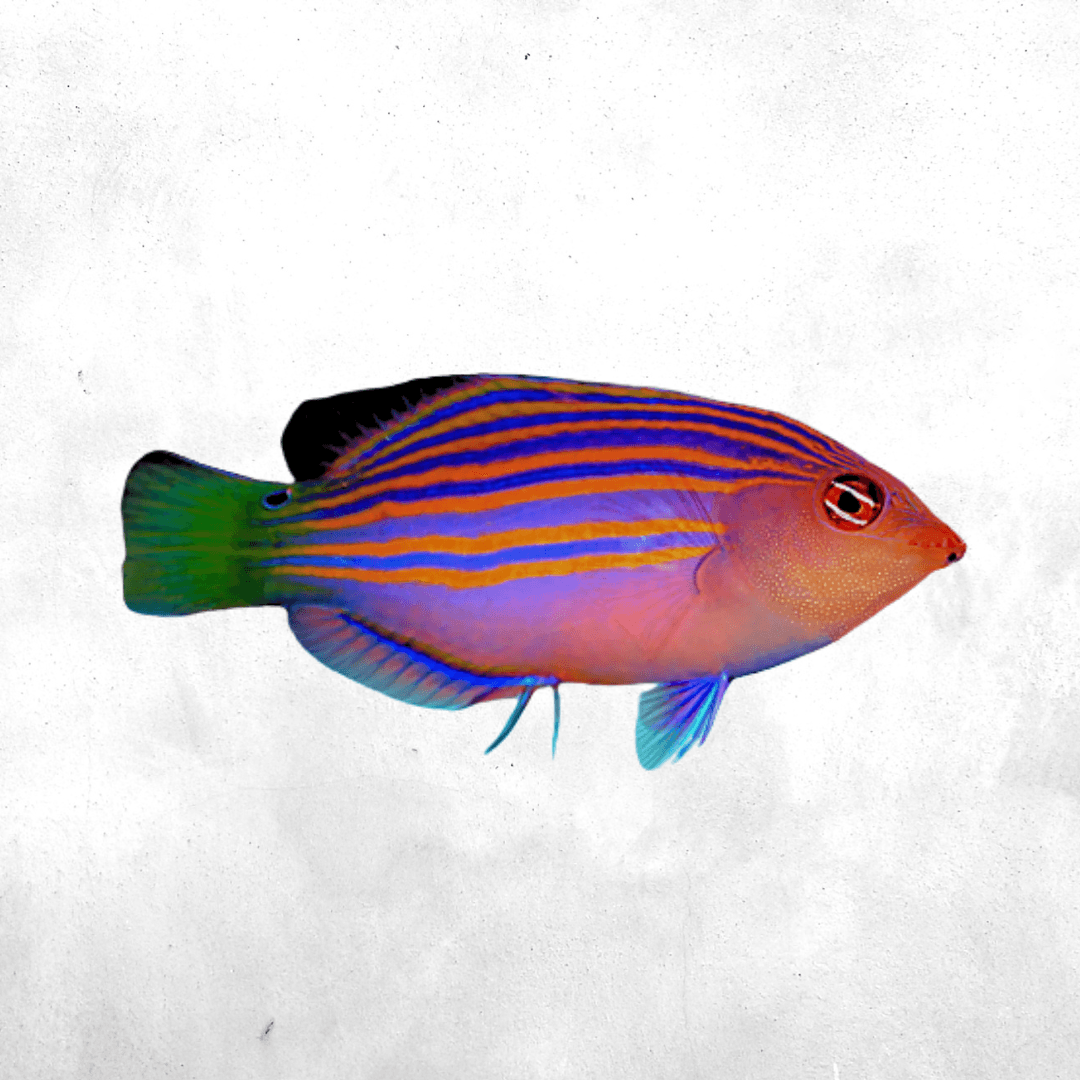Six-line wrasse