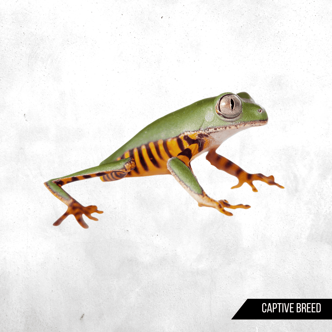 Phyllomedusa hypochondrialis - Tree Frog