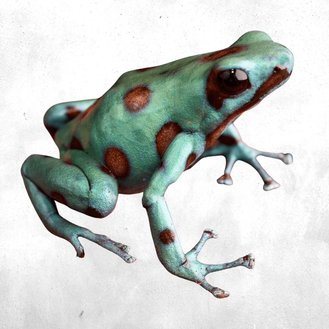 Dendrobates auratus microspot