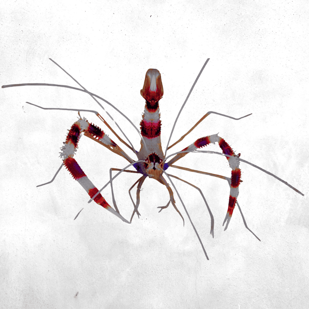 Stenopus hispidus - Sea Shrimp