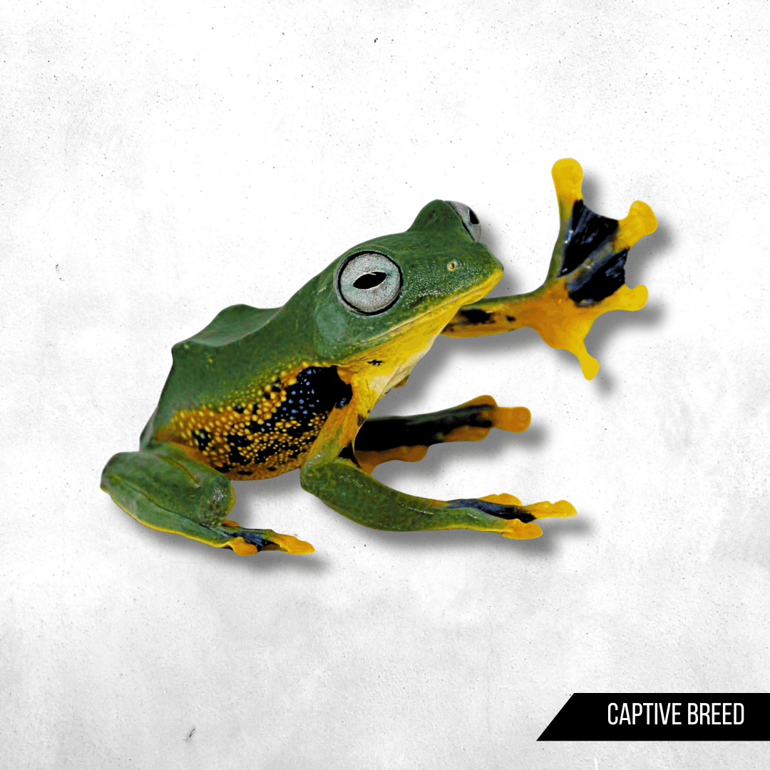 Rhacophorus reinwardtii