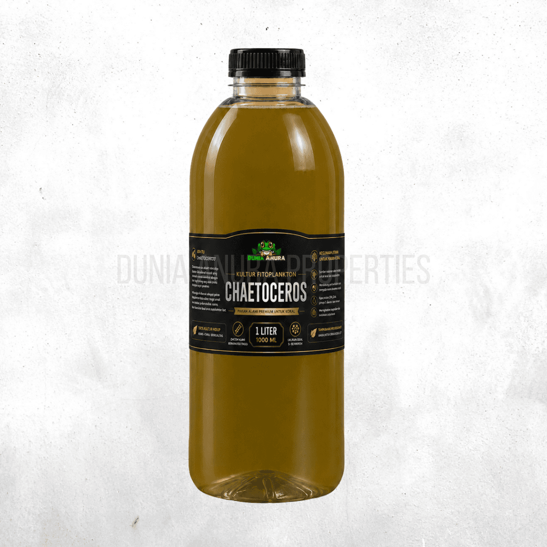 Chaetoceros Sp - Phytoplankton