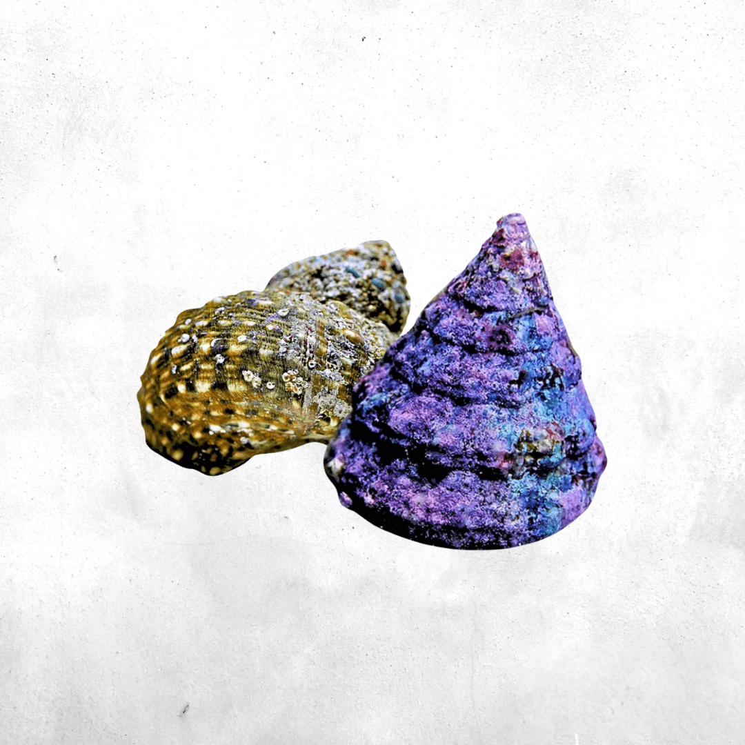 Turbo - Sea Snail