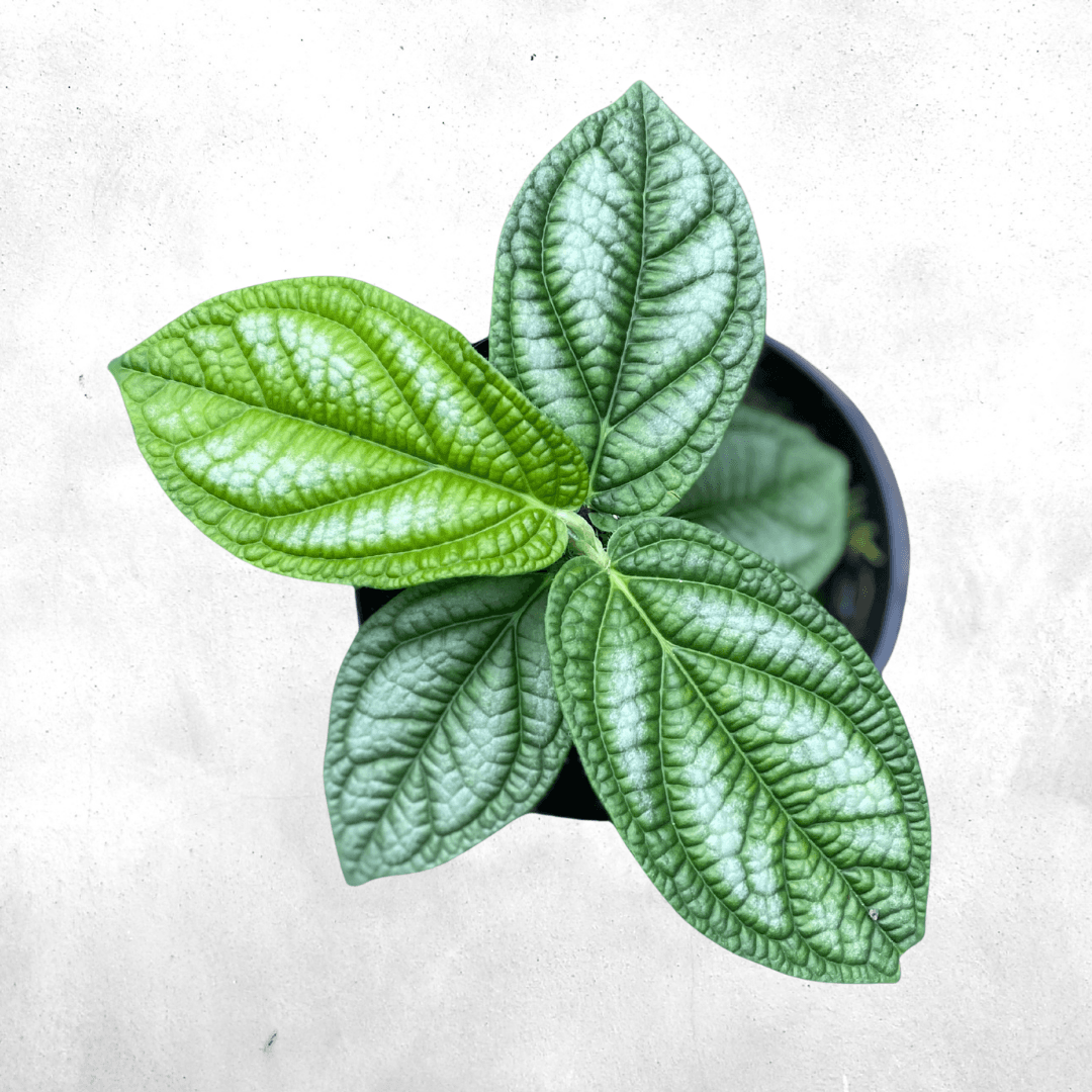 Piper Primiatum  - Vivarium Paludarium Plant