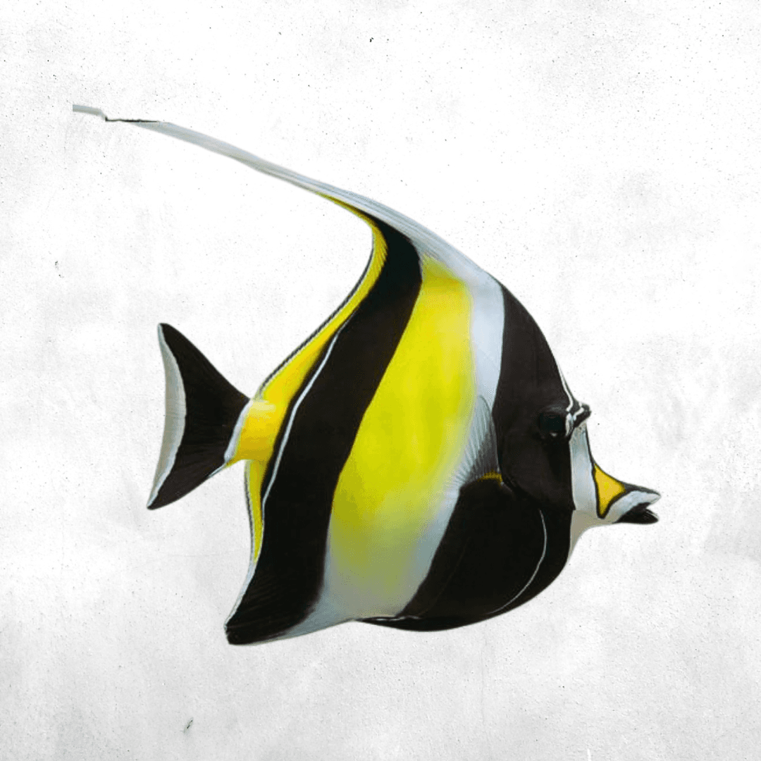 Morish idol fish