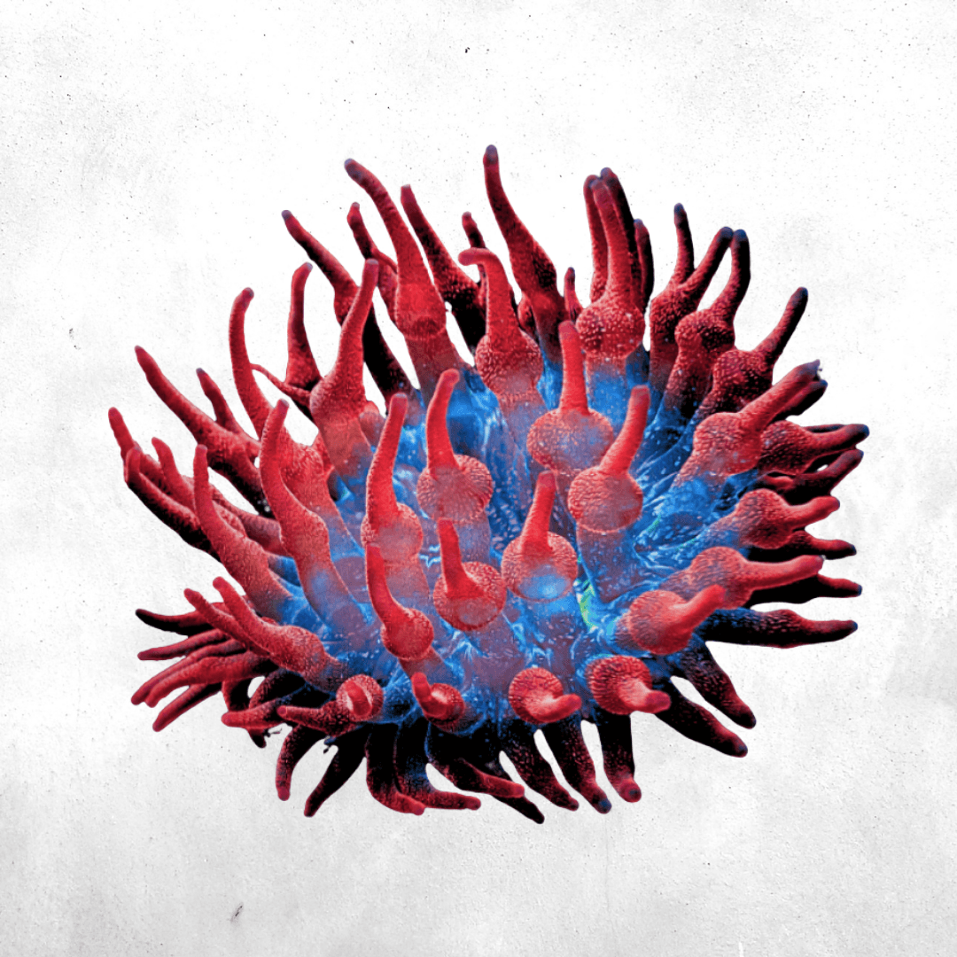 Entacmaea quadricolor - Salt water anemone