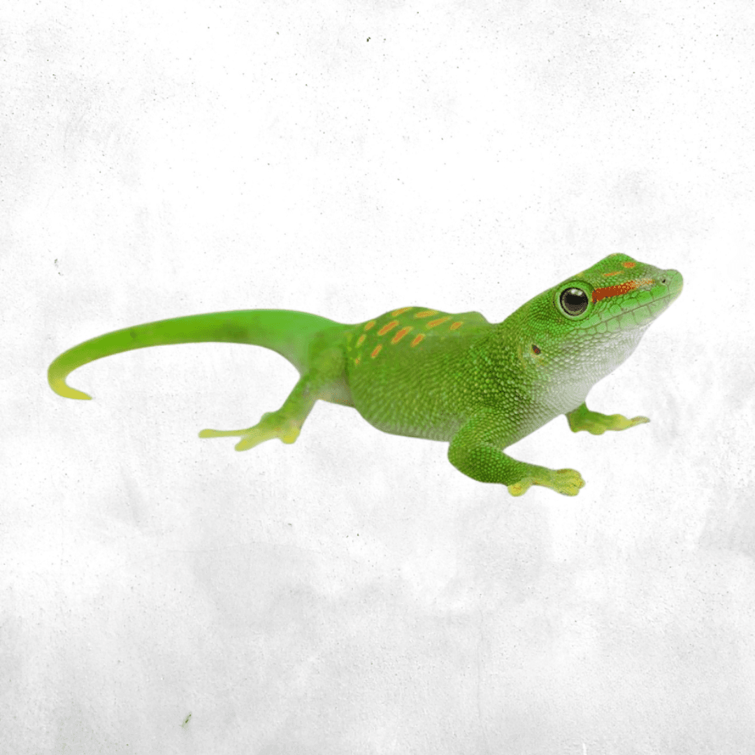 Phelsuma grandis - Gecko