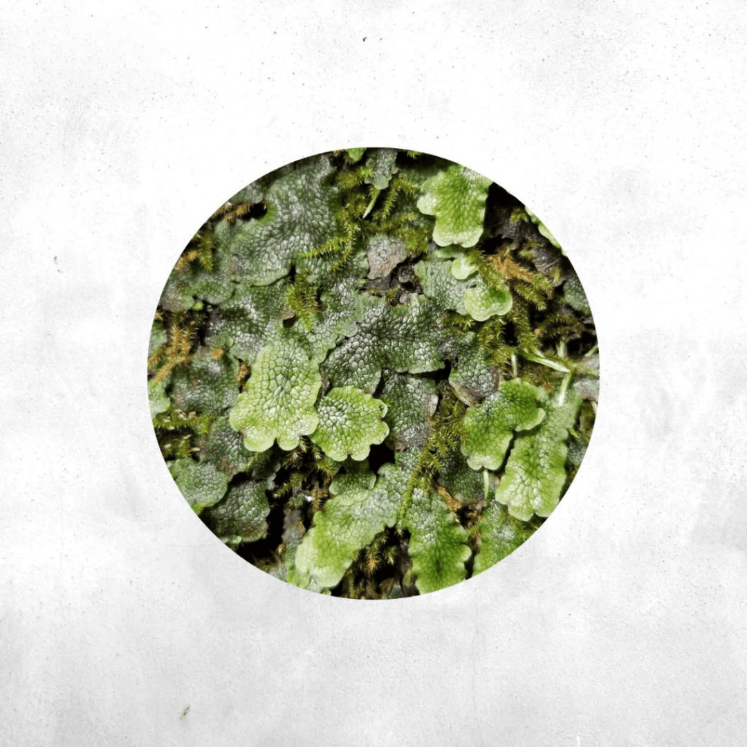 Marchantia polymorpha  - Forrest Moss