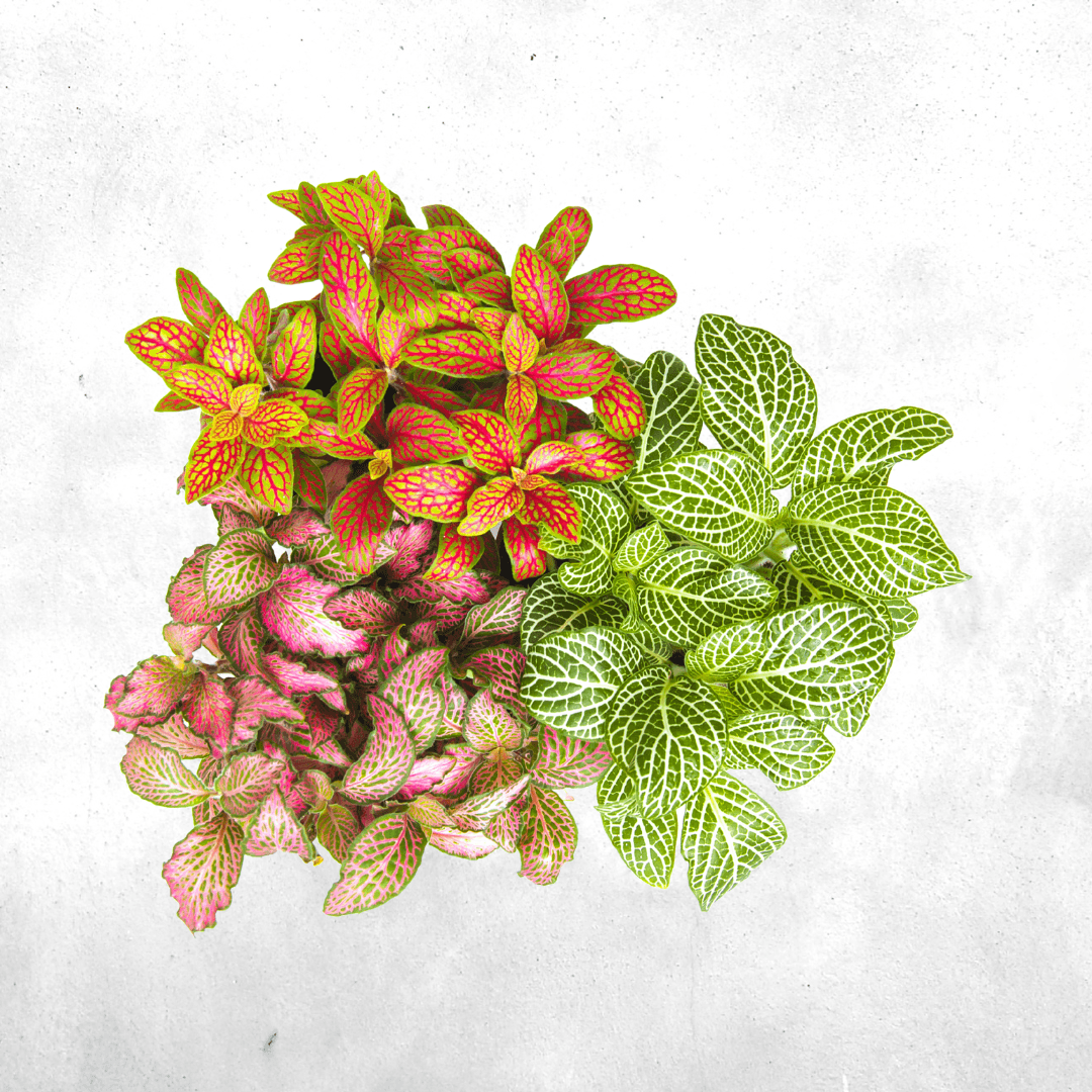 Fittonia Sp (mini) - Vivarium Plants