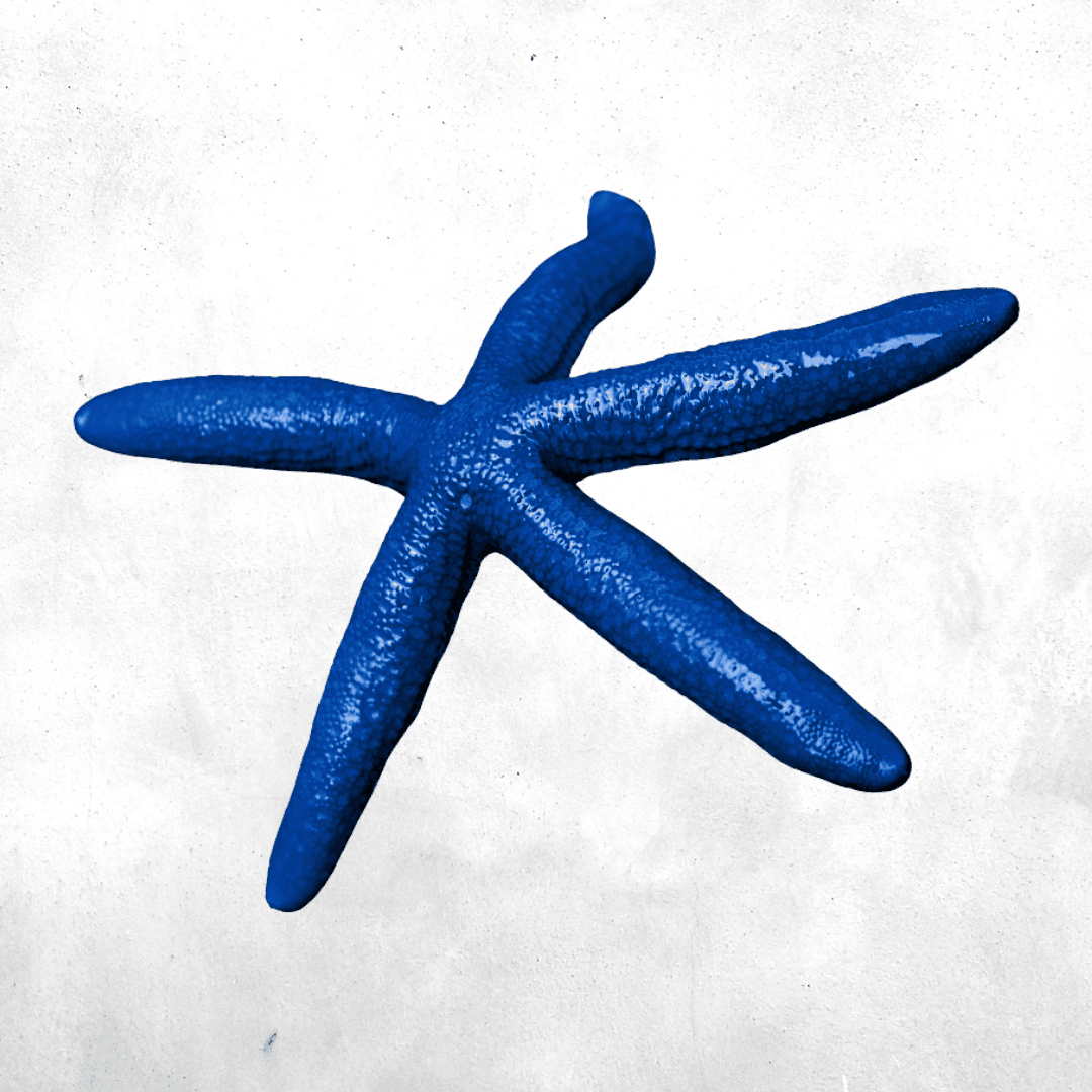 Linckia laevigata - Sea Star Fish