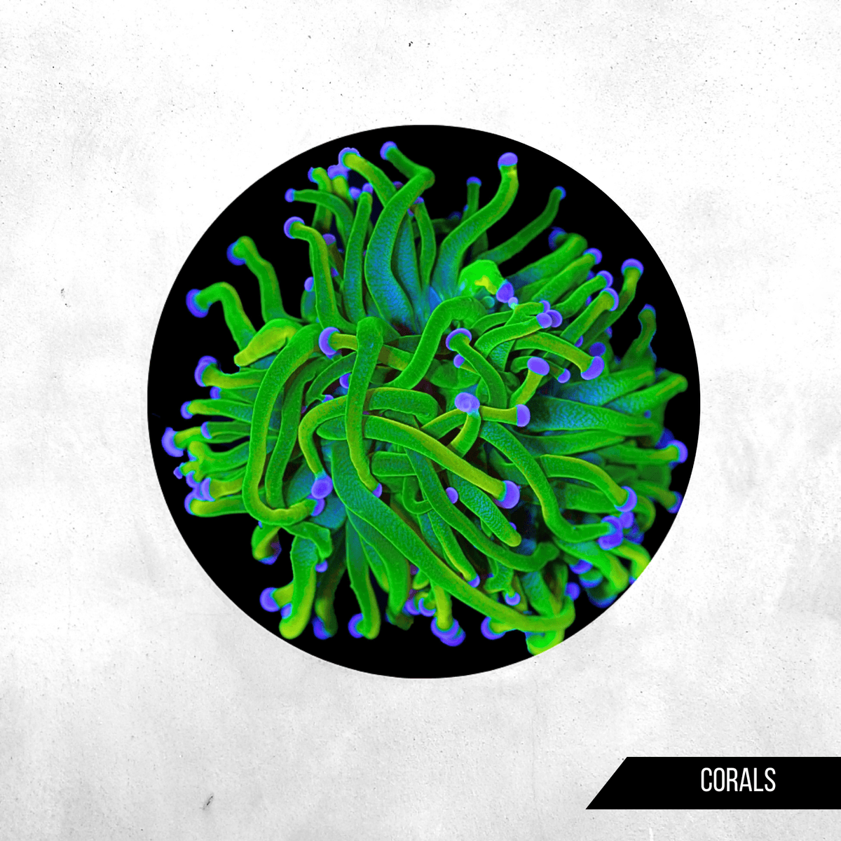 Euphyllia glabrescens -  Holy Grail