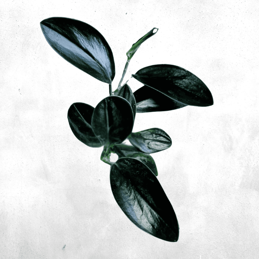 Scindapsus Treubii - Vivarium Plant