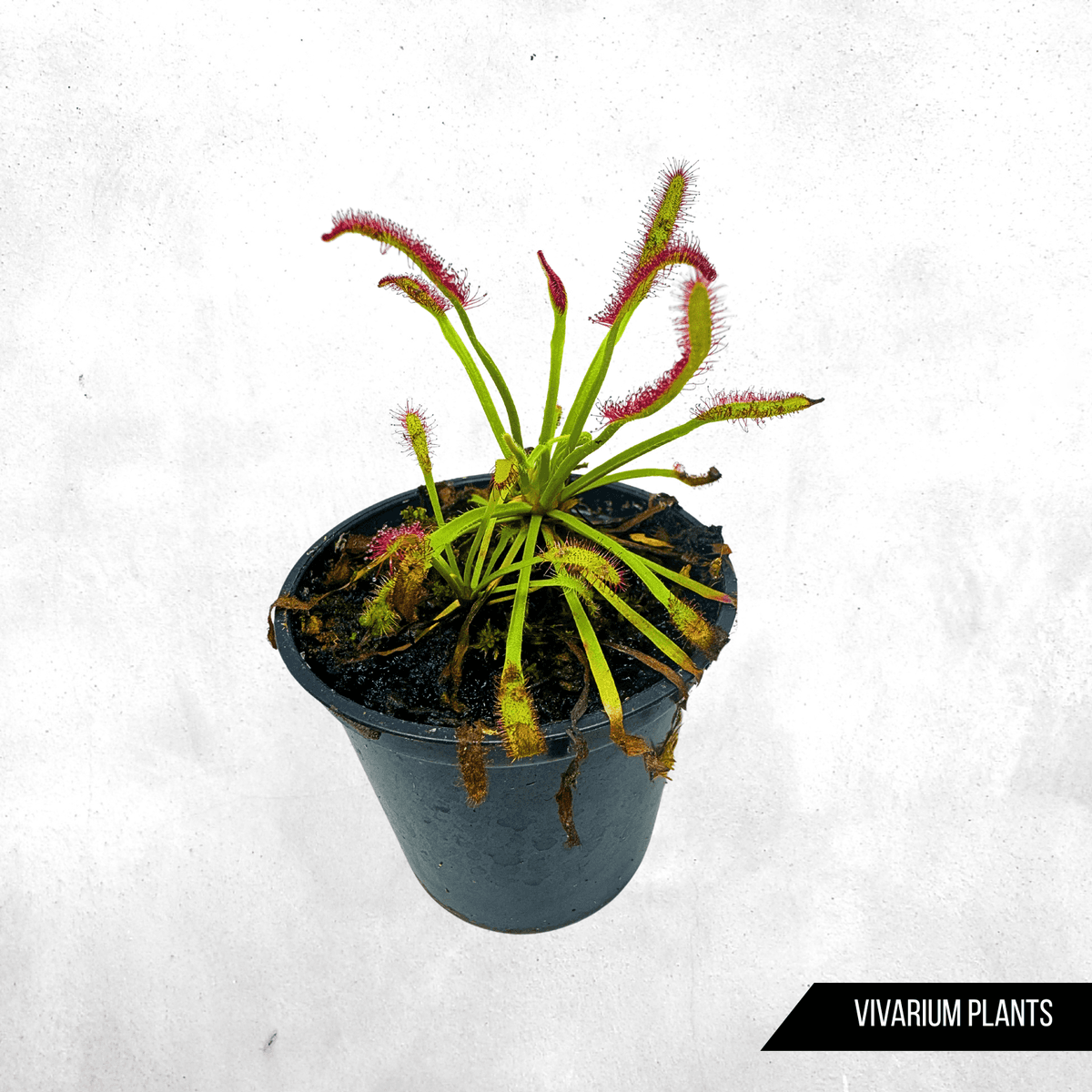 Drosera capensis - Carnivorous plant