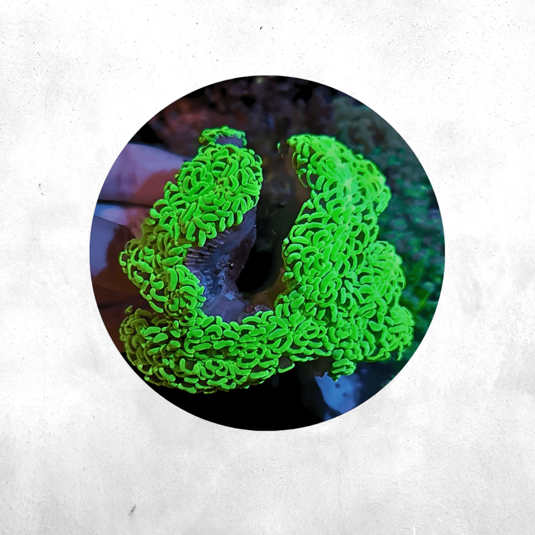 Fimbriaphyllia ancora - Green Metalic