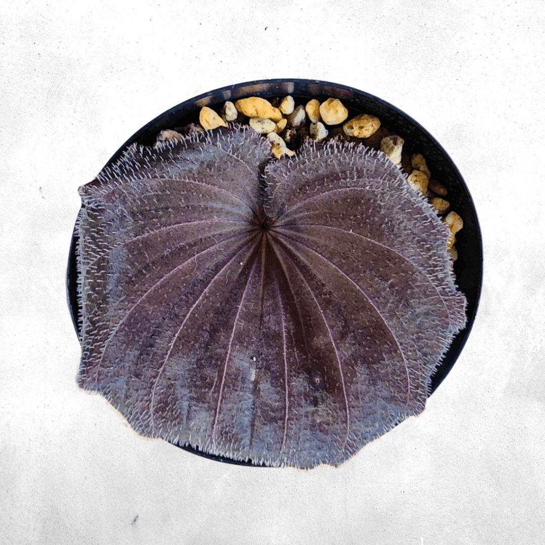 Nervilia plicata Sp Sumatera