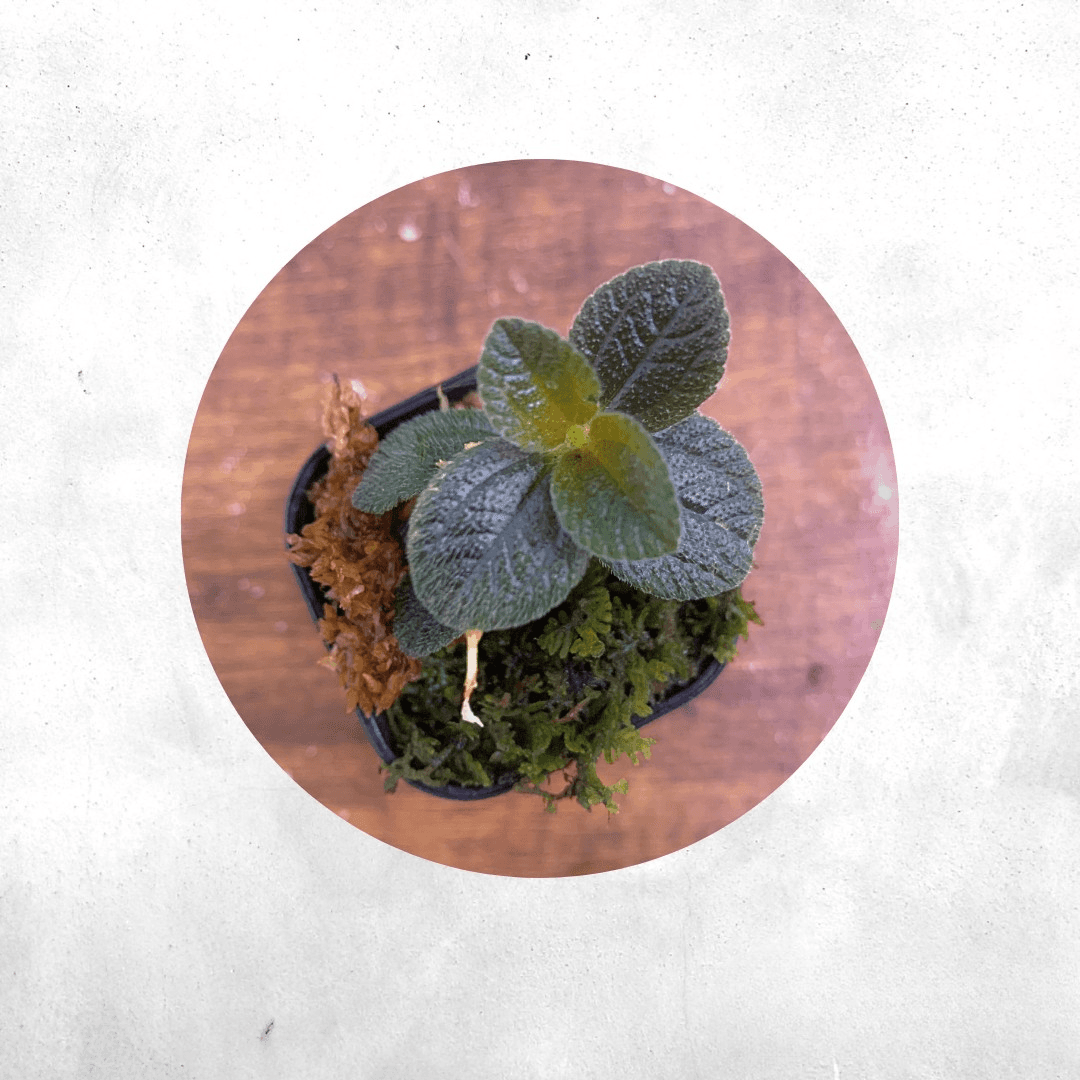Sonerila Sp java - Vivarium Plants