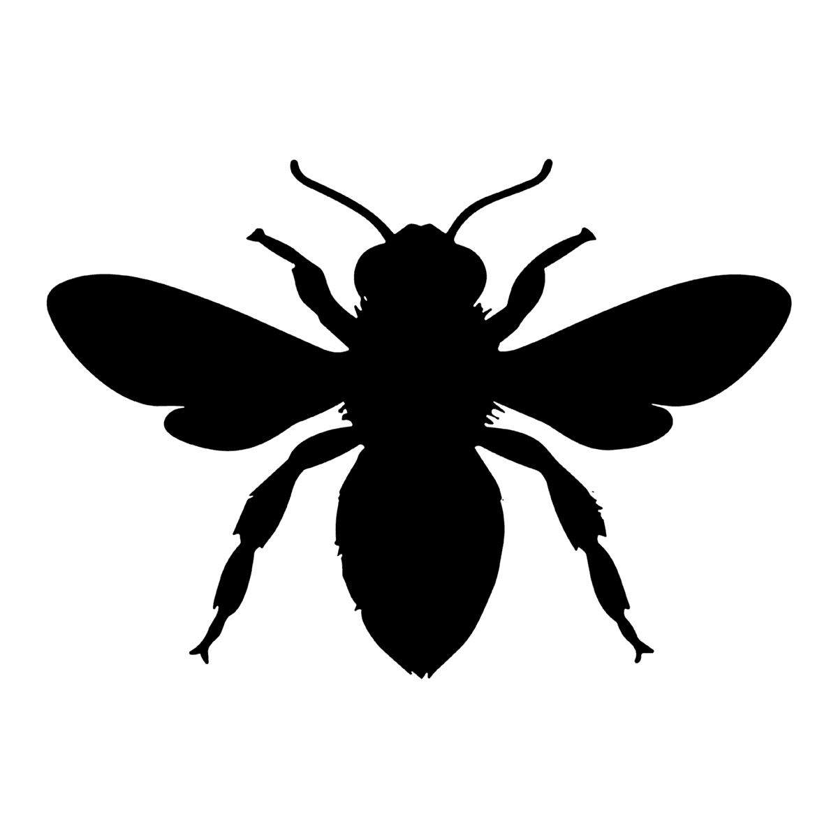 Insects