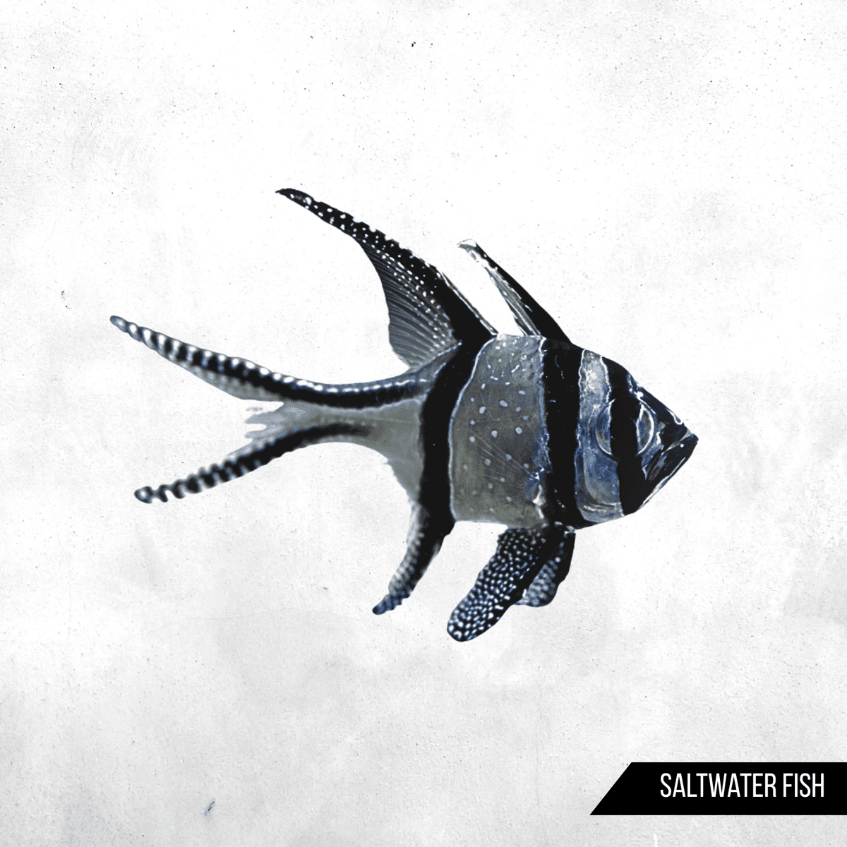 Banggai Cardinalfish
