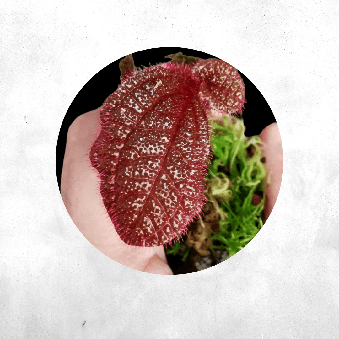 Sonerila SP Red - Vivarium Plants