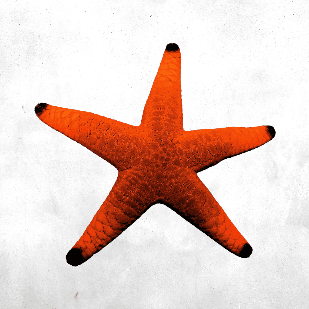 Fromia milleporella - Sea Star Fish