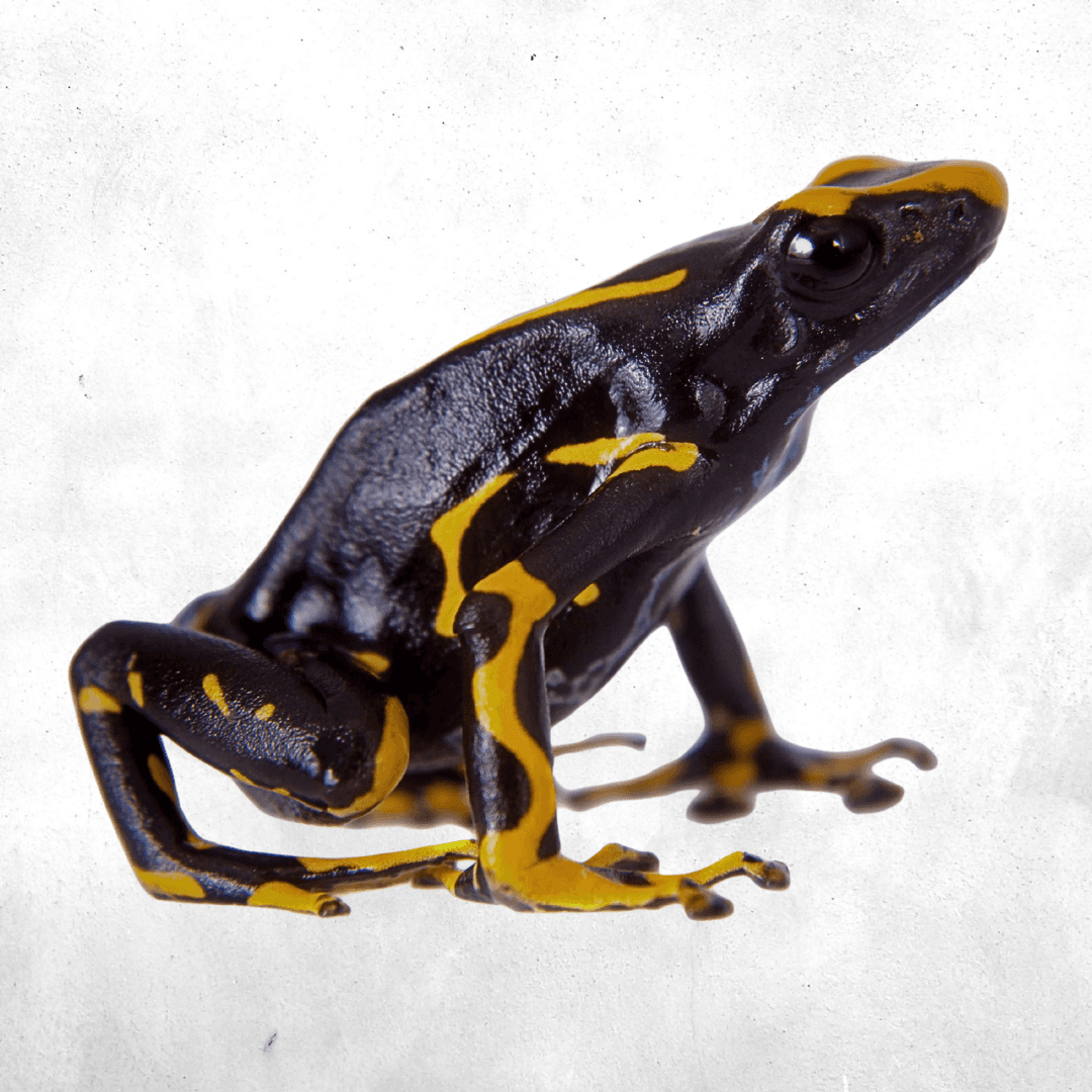 Dendrobates tinctorius alanis