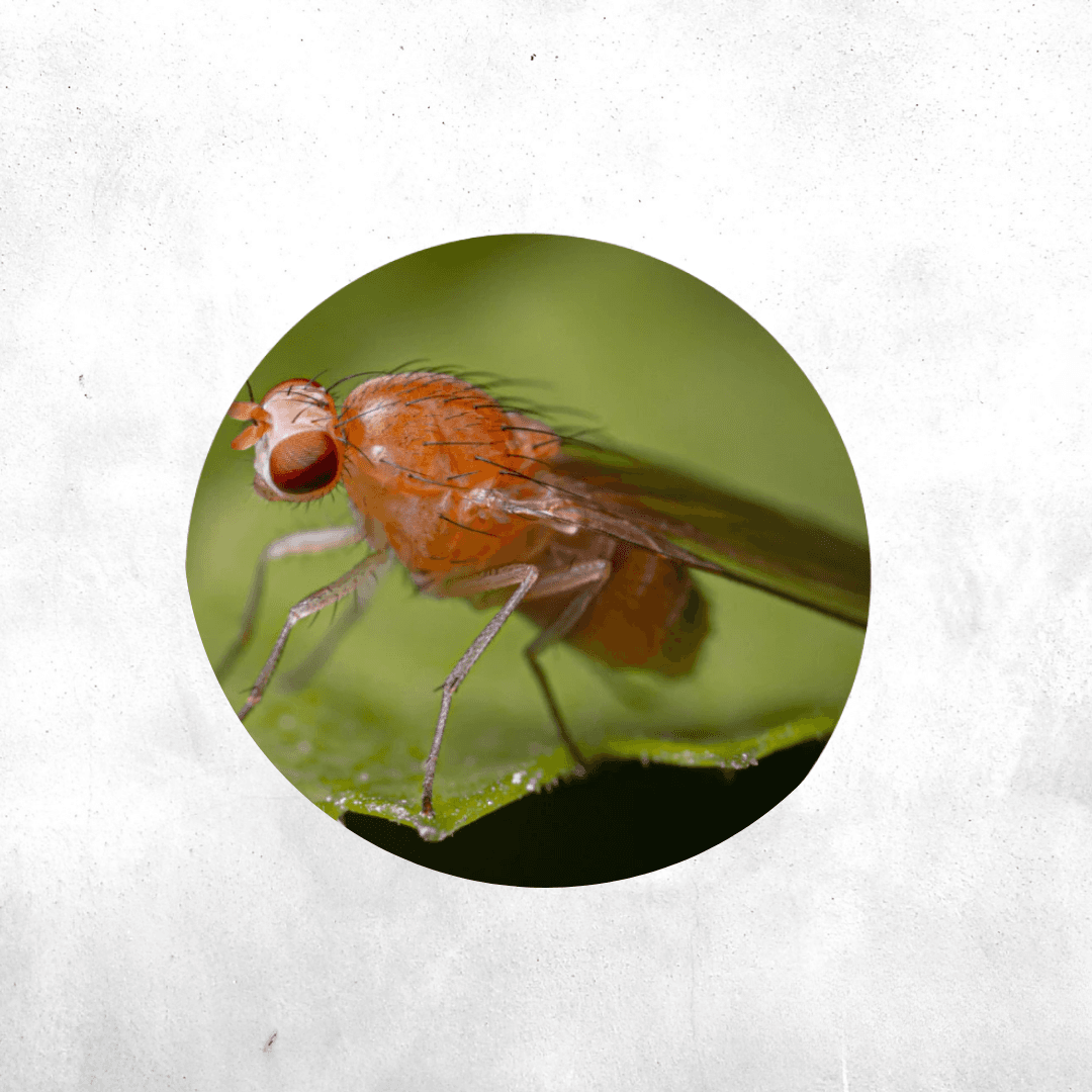 Drosophila melanogaster - live food