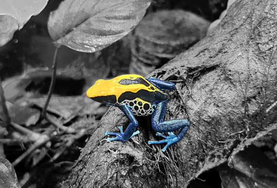 Dendrobates tinctorius brazillian