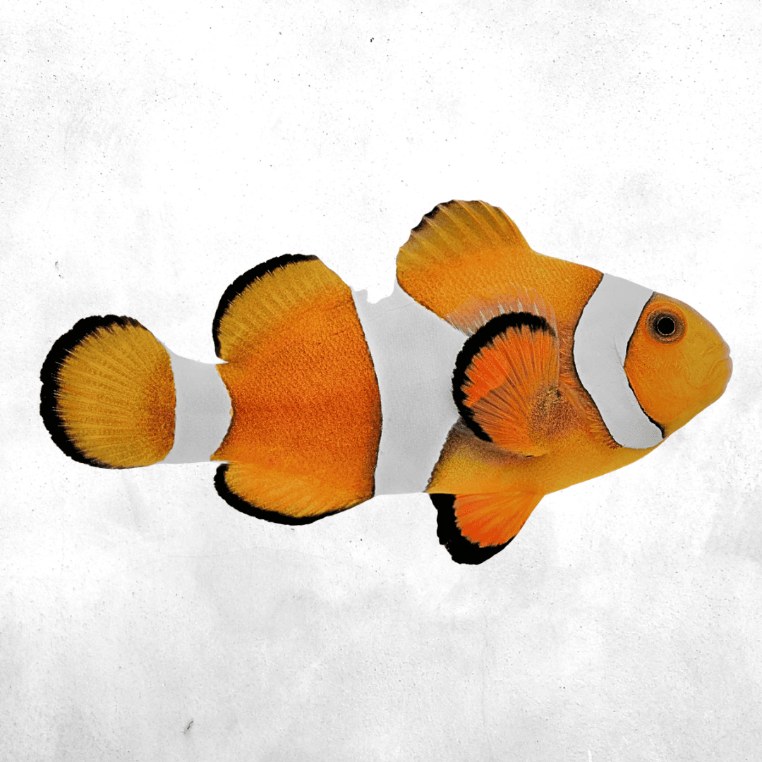 Amphiprion ocellaris - Saltwater fish
